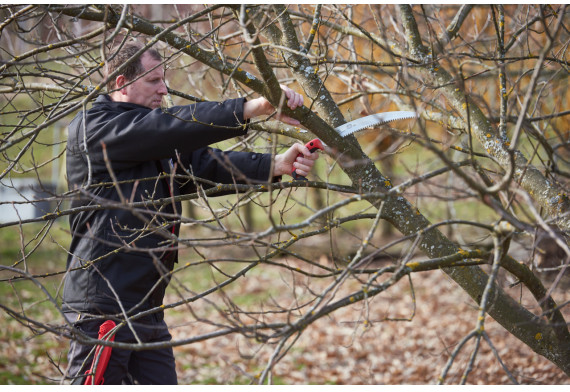 Serrucho Curvo de Corte por Traccion Felco 630